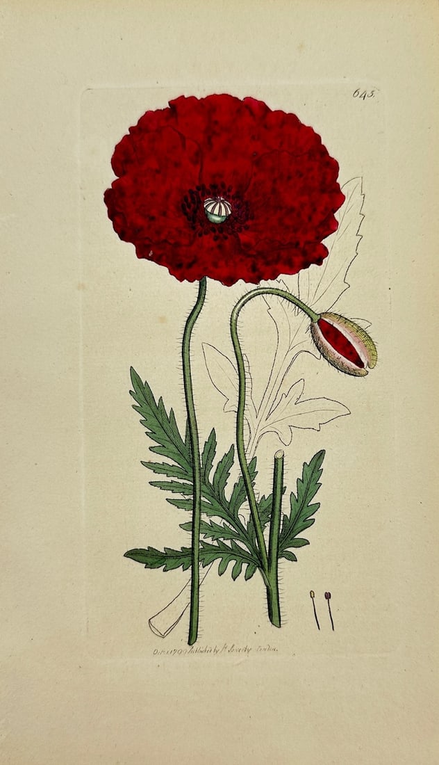 James Sowerby - Antique Botanical Print - Papaver Rhoeas - Common Poppy: "Papaver Rhoeas" – James Sowerby – 1790–1814. This original hand-coloured engraving is from James Sowerby's ”English Botany or, Coloured Figures of British Plants, with their Essential Cha