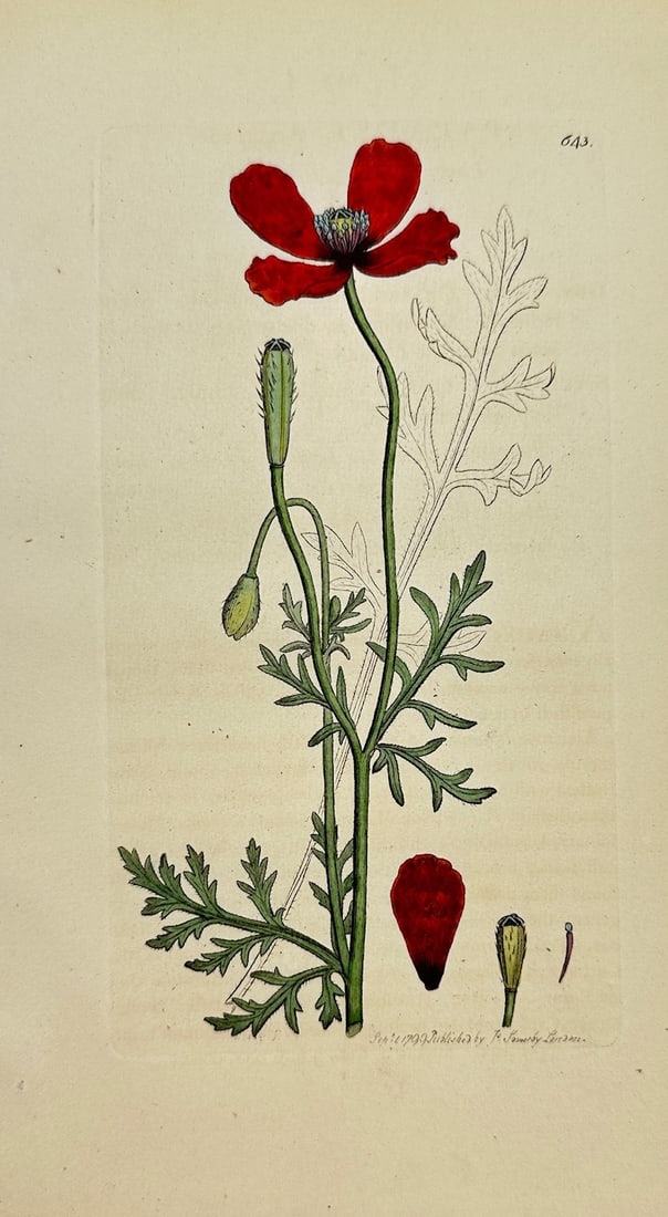 James Sowerby - Antique Botanical Print - Papaver Argemone - Horned Poppy: "Papaver Argemone" – James Sowerby – 1790–1814. This original hand-coloured engraving is from James Sowerby's ”English Botany or, Coloured Figures of British Plants, with their Essential C