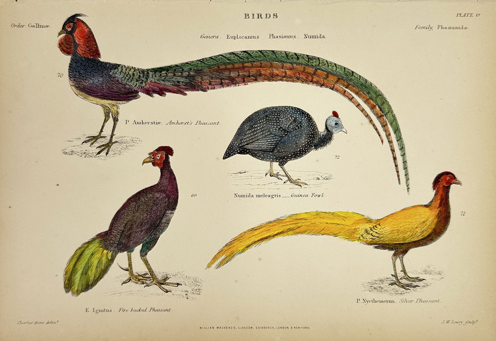 William MacKenzie - Antique Lithograph - P. Amherstiae – Amherst's Pheasant, Numida meleagris – (1 of 2)