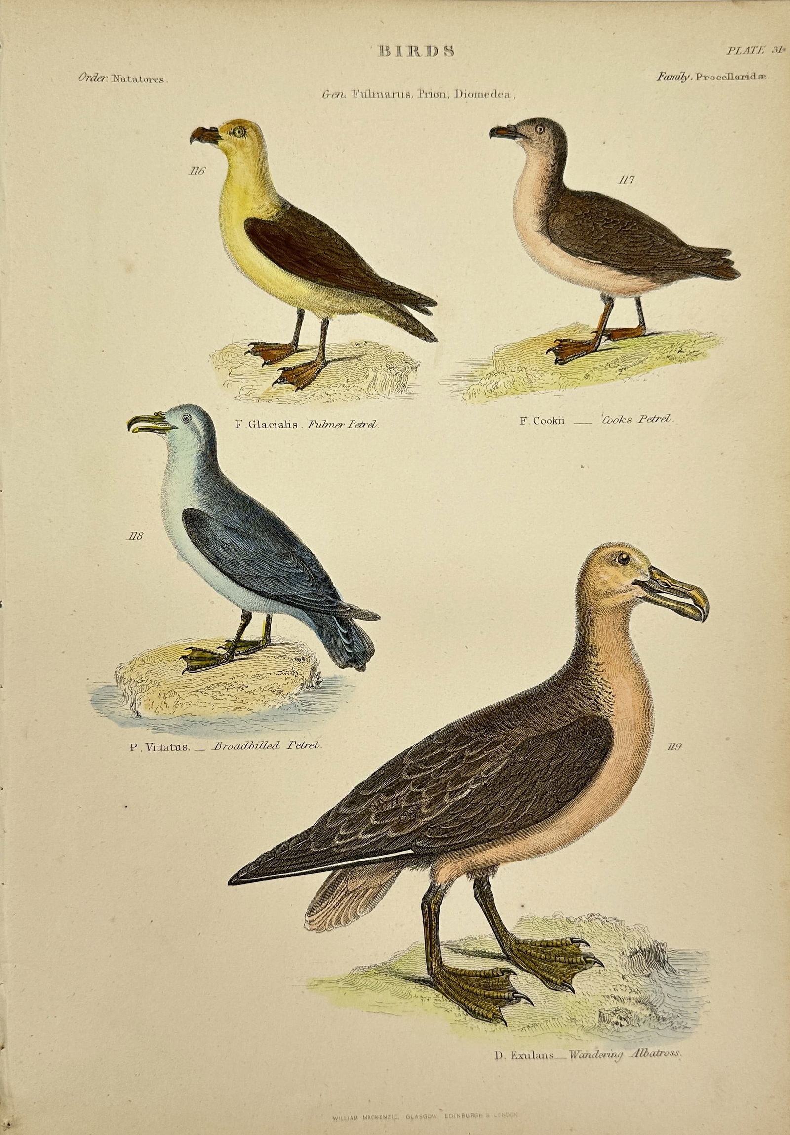 William MacKenzie - Antique Lithograph - F. Glacialis – Fulmar Petrel, F. Cookii – Cook's (1 of 2)