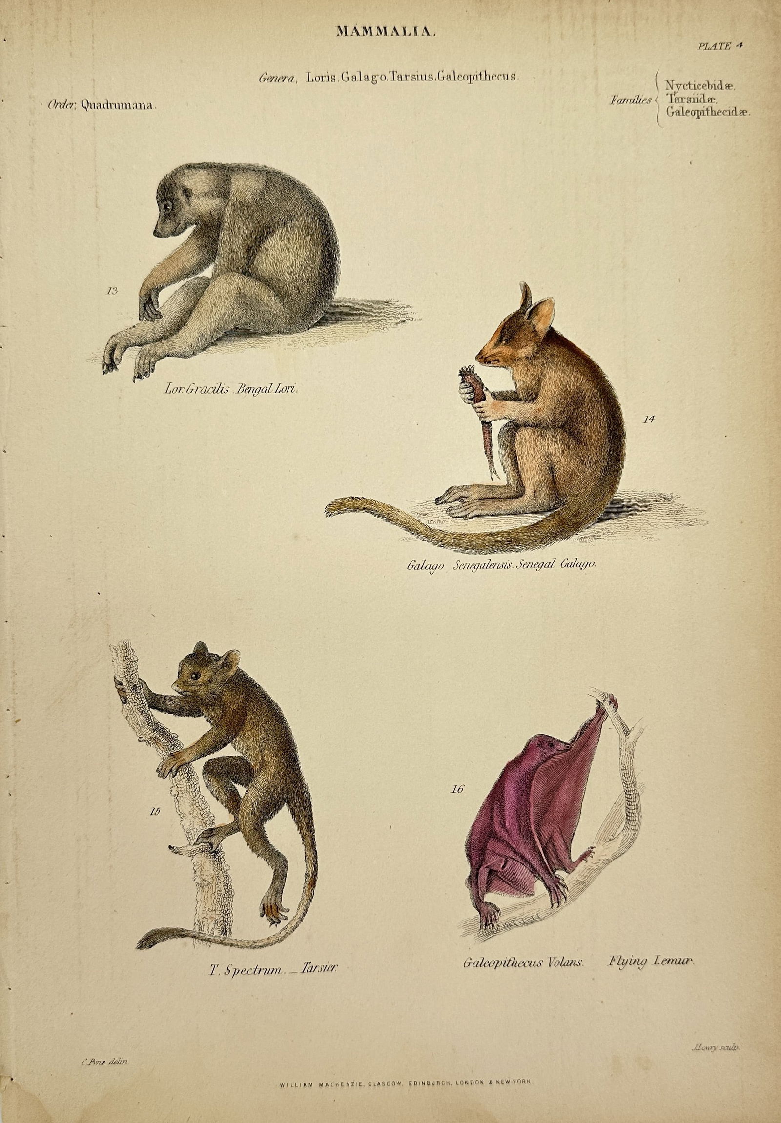 William MacKenzie - Antique Lithograph - Lor. Gracilis – Bengal Lori, Galago Senegalensis – (1 of 2)