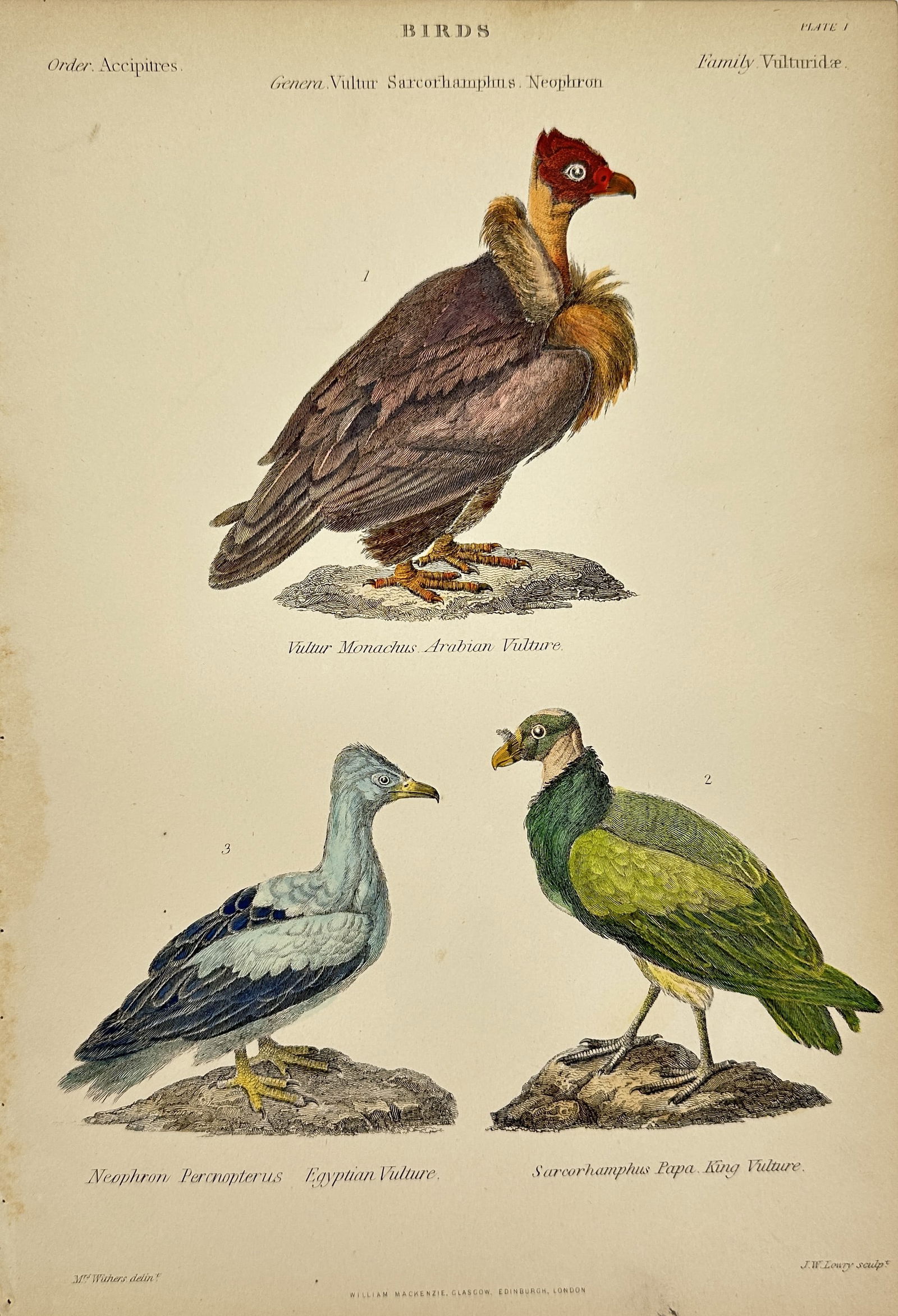 William MacKenzie - Antique Lithograph - Vultur Monachus – Arabian Vulture, Sarcorhamphus Papa – (1 of 2)