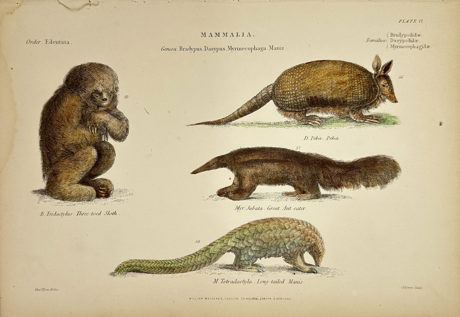 William MacKenzie - Antique Lithograph - B. Tridactylus – Three-toed Sloth, D. Peha – Peha, Myr. (1 of 2)