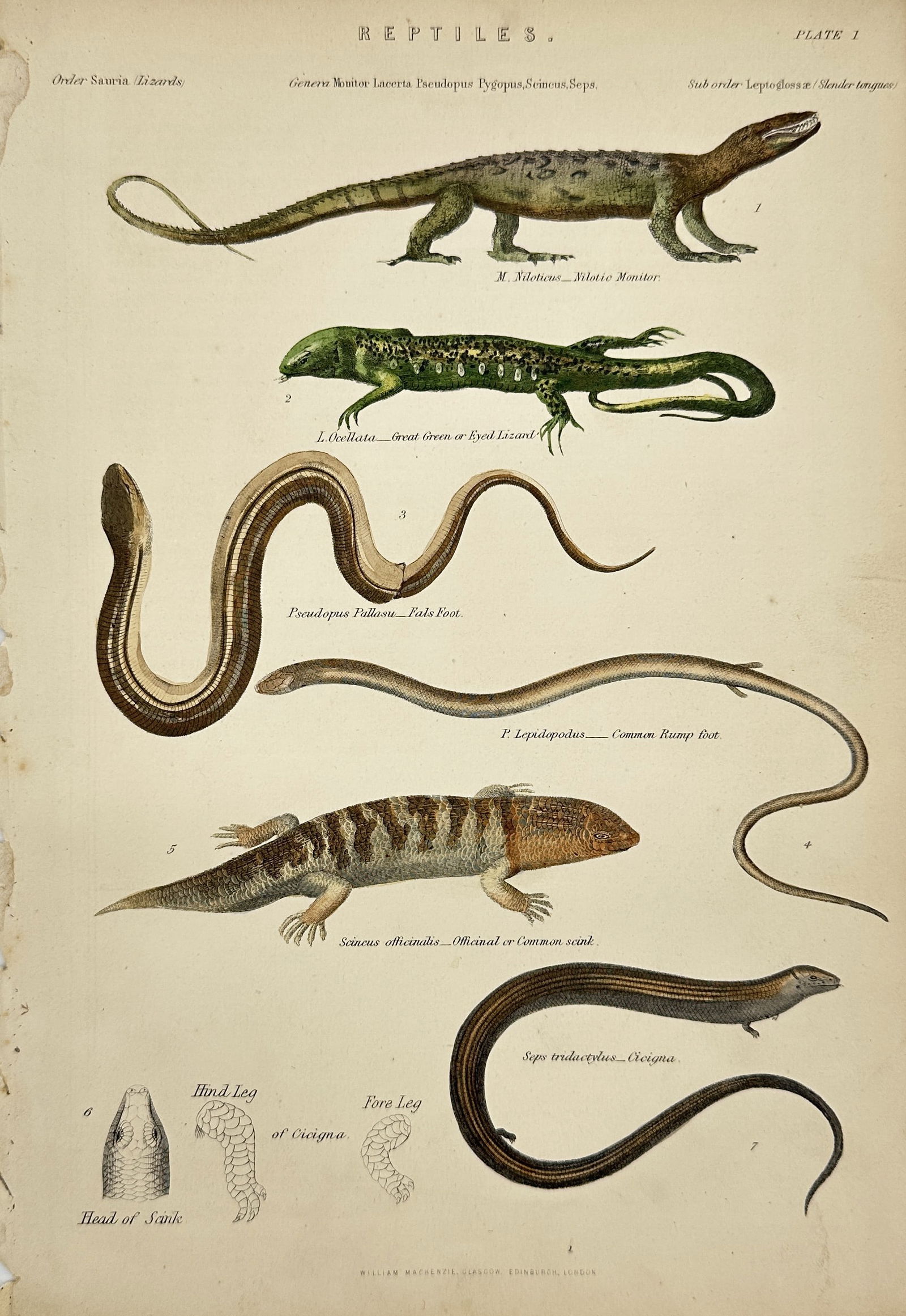 William MacKenzie - Antique Lithograph - M. Miotatus – Miotic Monitor - L. Ocellata (1 of 2)