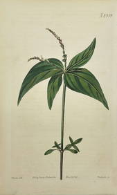 William Curtis - Botanical Print - Hand-Colored Engraving - N. 2359 - 1812 (1 of 3)