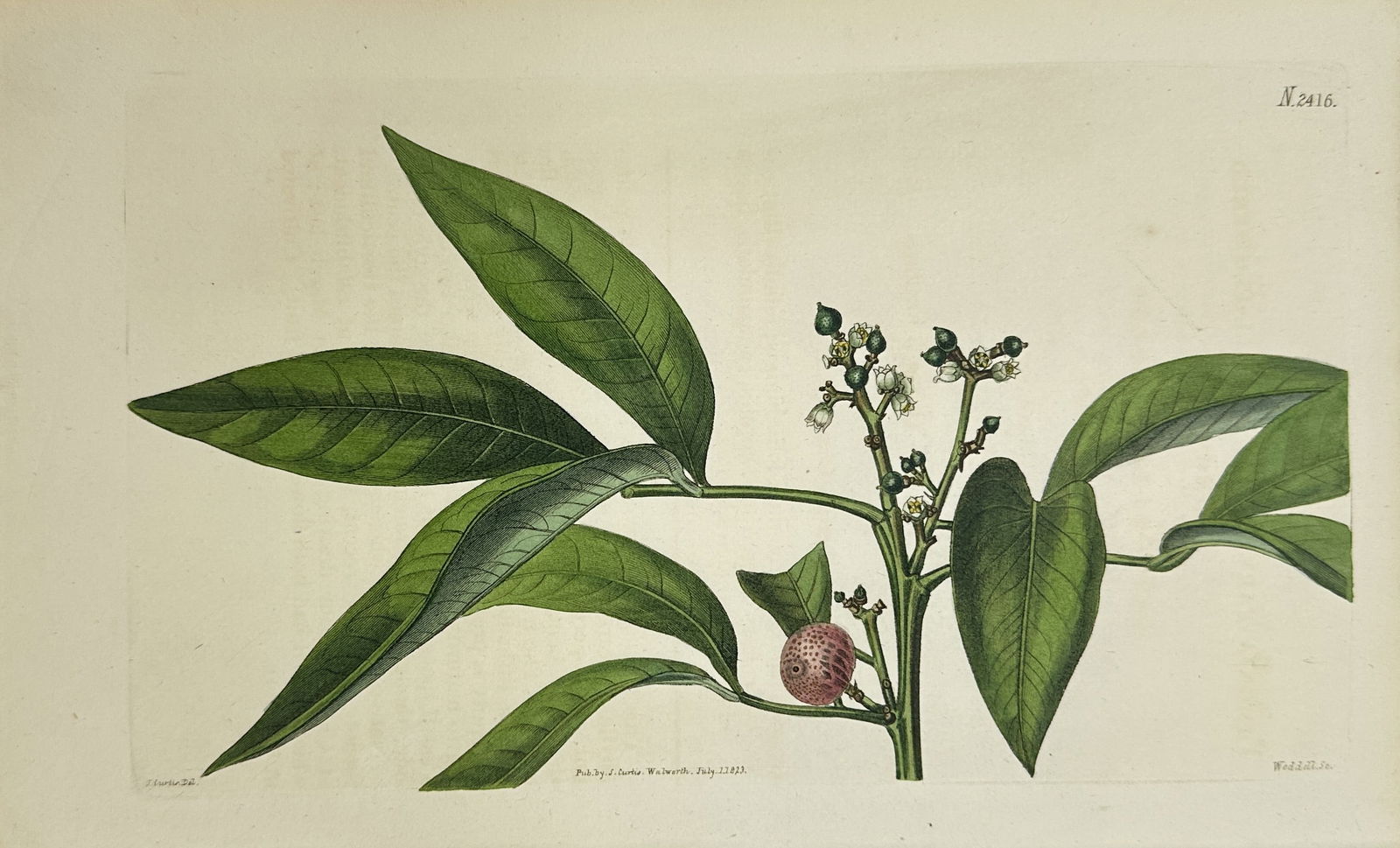 William Curtis - Botanical Print - Hand-Colored Engraving - No. 2416 - 1812 (1 of 3)
