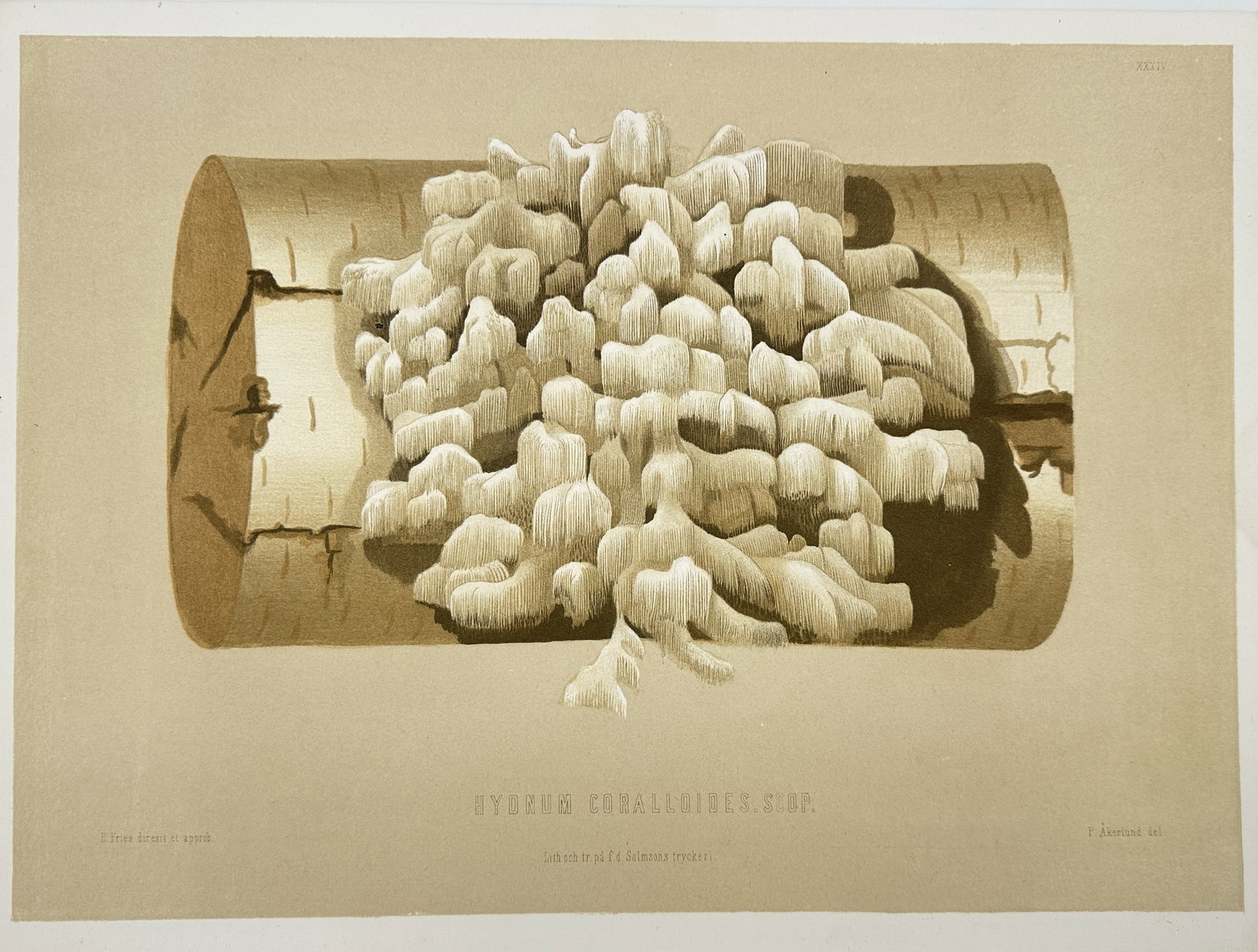 Elias Fries - Mycological Print - Hydnum Coralloides Scop. – Coral Tooth Fungus: This magnificent chromolithograph is from the Elias Fries ”Sveriges ätliga och giftiga svampar” (Sweden's Edible and Poisonous Mushrooms). The work was published by the Royal Swedish Acad