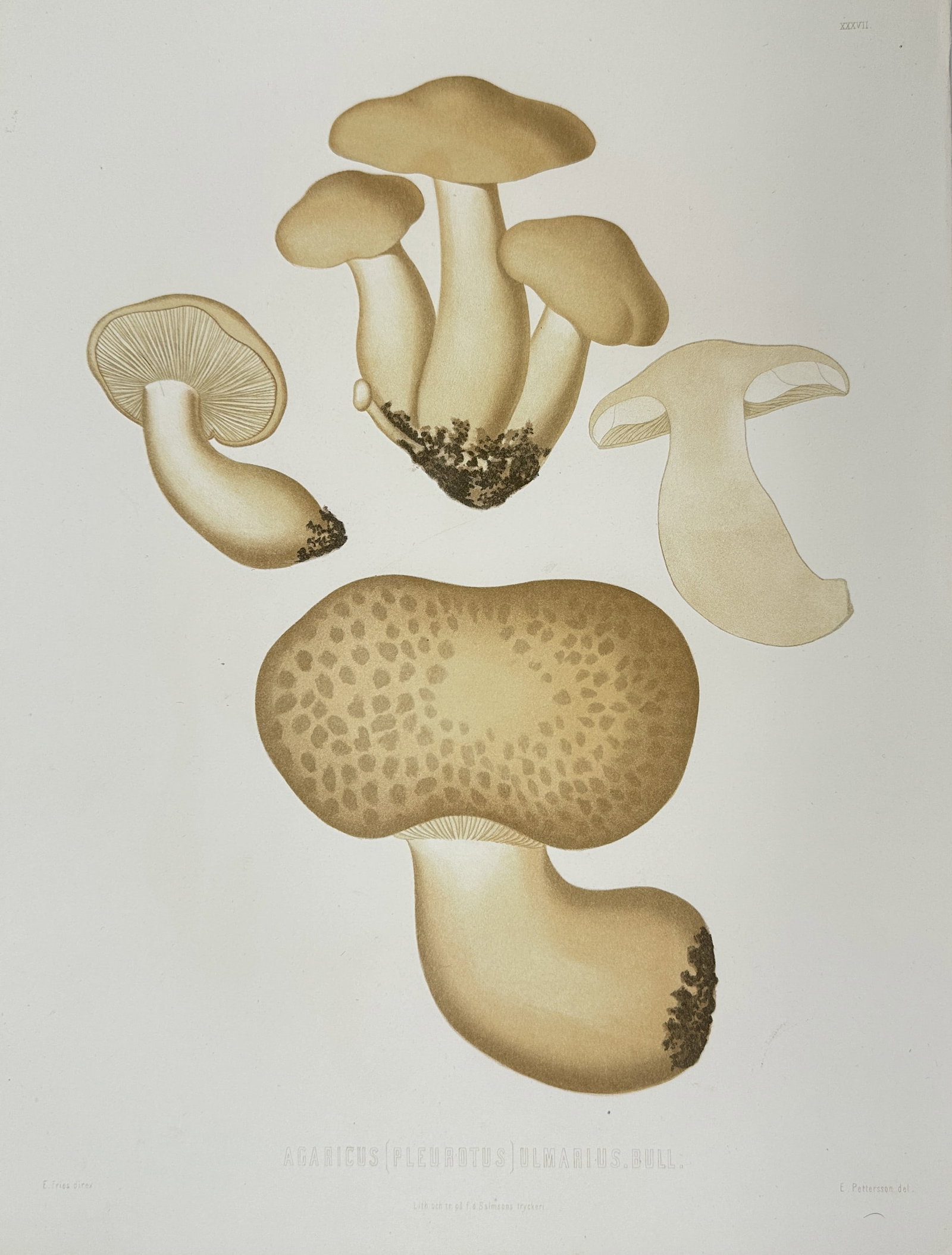 Elias Fries - Mycological Print - Agaricus (Pleurotus) olmarus Bull: This magnificent chromolithograph is from the Elias Fries ”Sveriges ätliga och giftiga svampar” (Sweden's Edible and Poisonous Mushrooms). The work was published by the Royal Swedish Acad