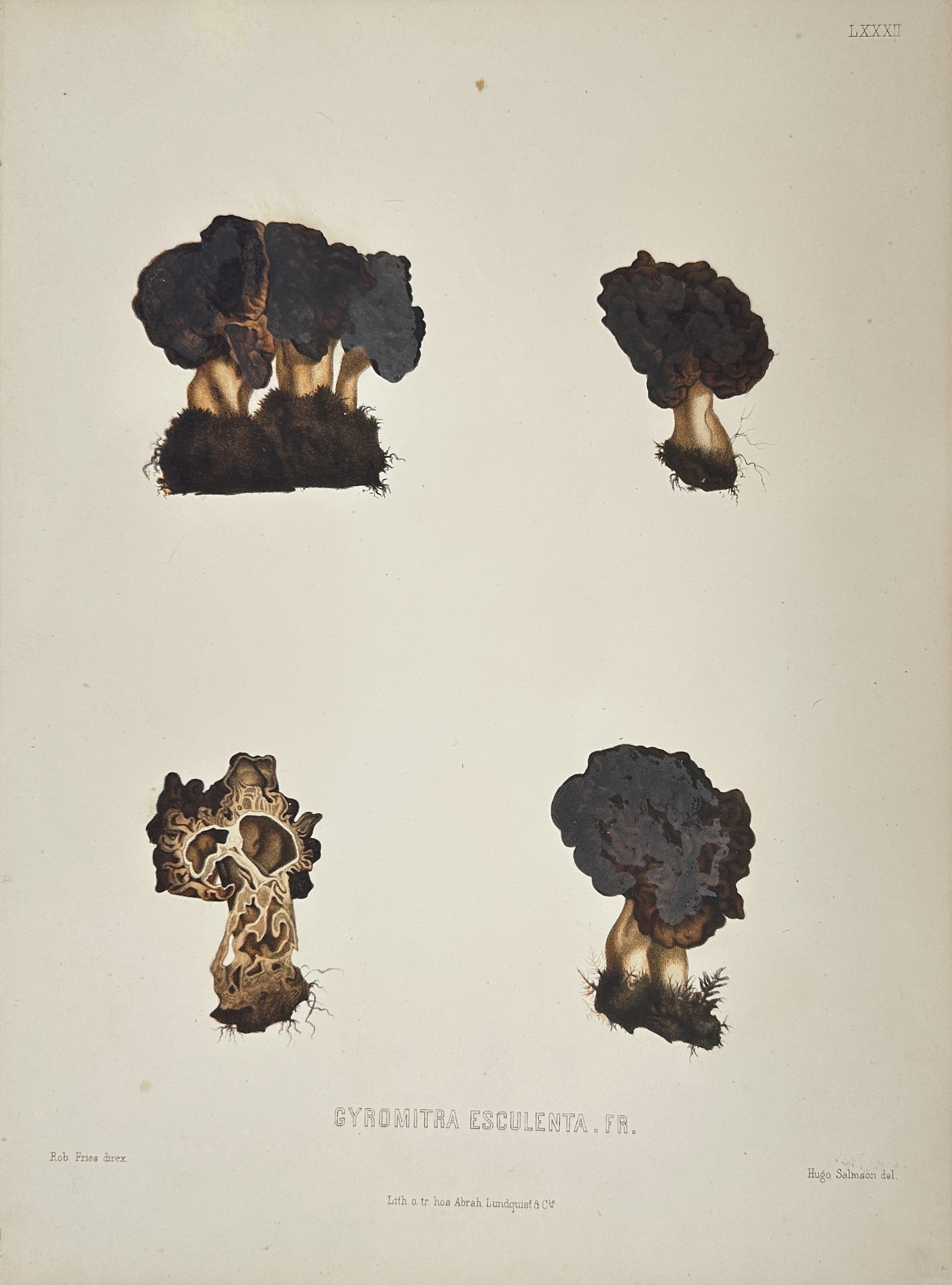 Elias Fries - Mycological Print - Gyromitra esculenta Fr: This magnificent chromolithograph is from the Elias Fries ”Sveriges ätliga och giftiga svampar” (Sweden's Edible and Poisonous Mushrooms). The work was published by the Royal Swedish Acad