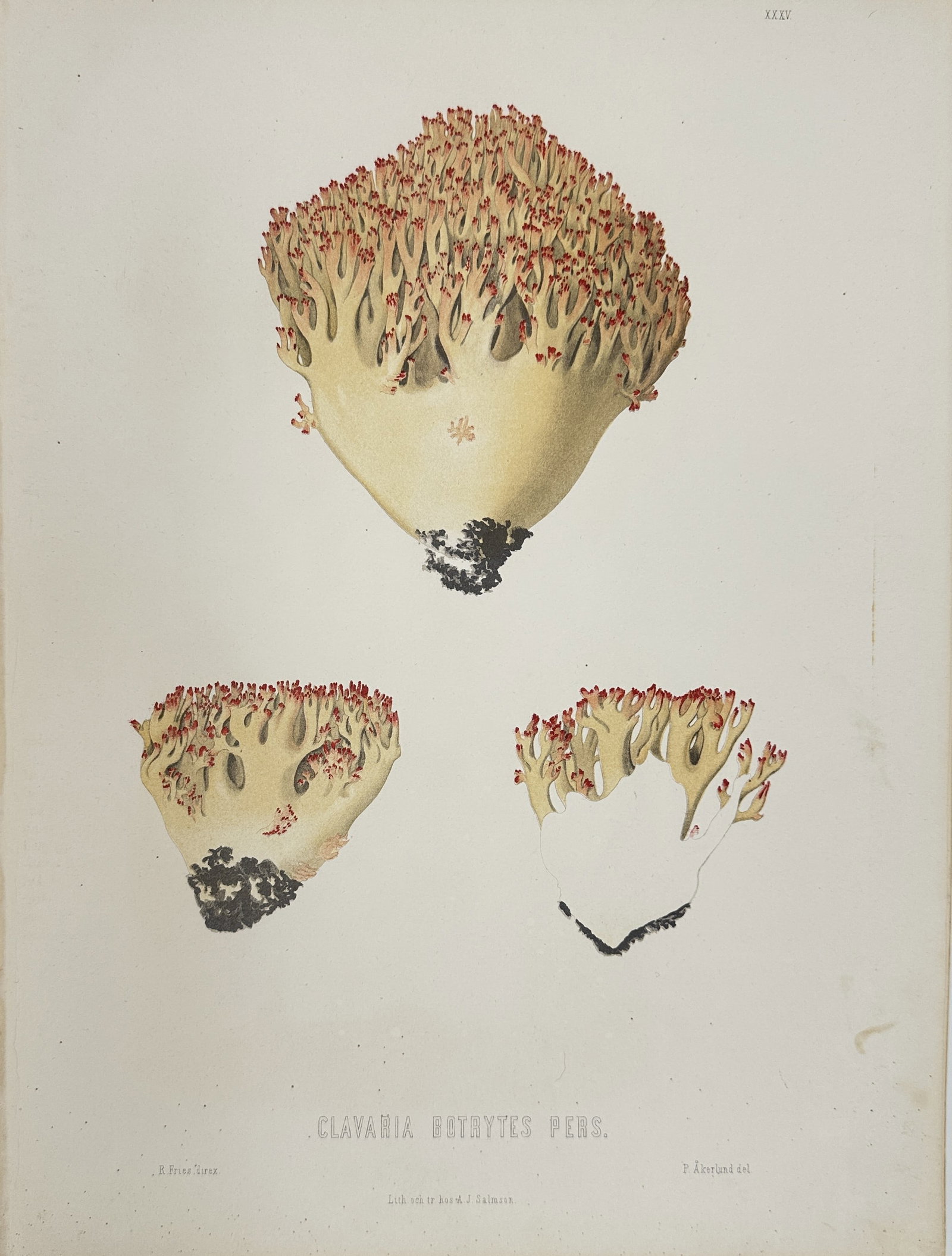 Elias Fries - Mycological Print - Clavaria botrytes Pers: This magnificent chromolithograph is from the Elias Fries ”Sveriges ätliga och giftiga svampar” (Sweden's Edible and Poisonous Mushrooms). The work was published by the Royal Swedish Acad