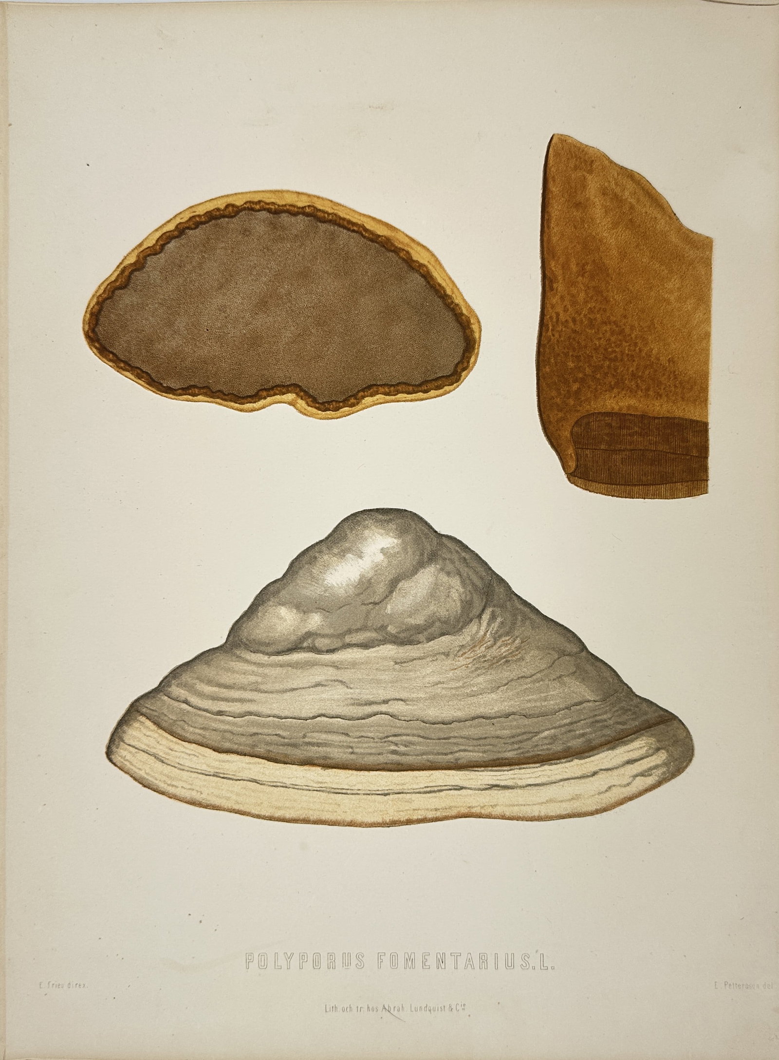 Elias Fries - Mycological Print - Polyporus fomentarius L: This magnificent chromolithograph is from the Elias Fries ”Sveriges ätliga och giftiga svampar” (Sweden's Edible and Poisonous Mushrooms). The work was published by the Royal Swedish Acad