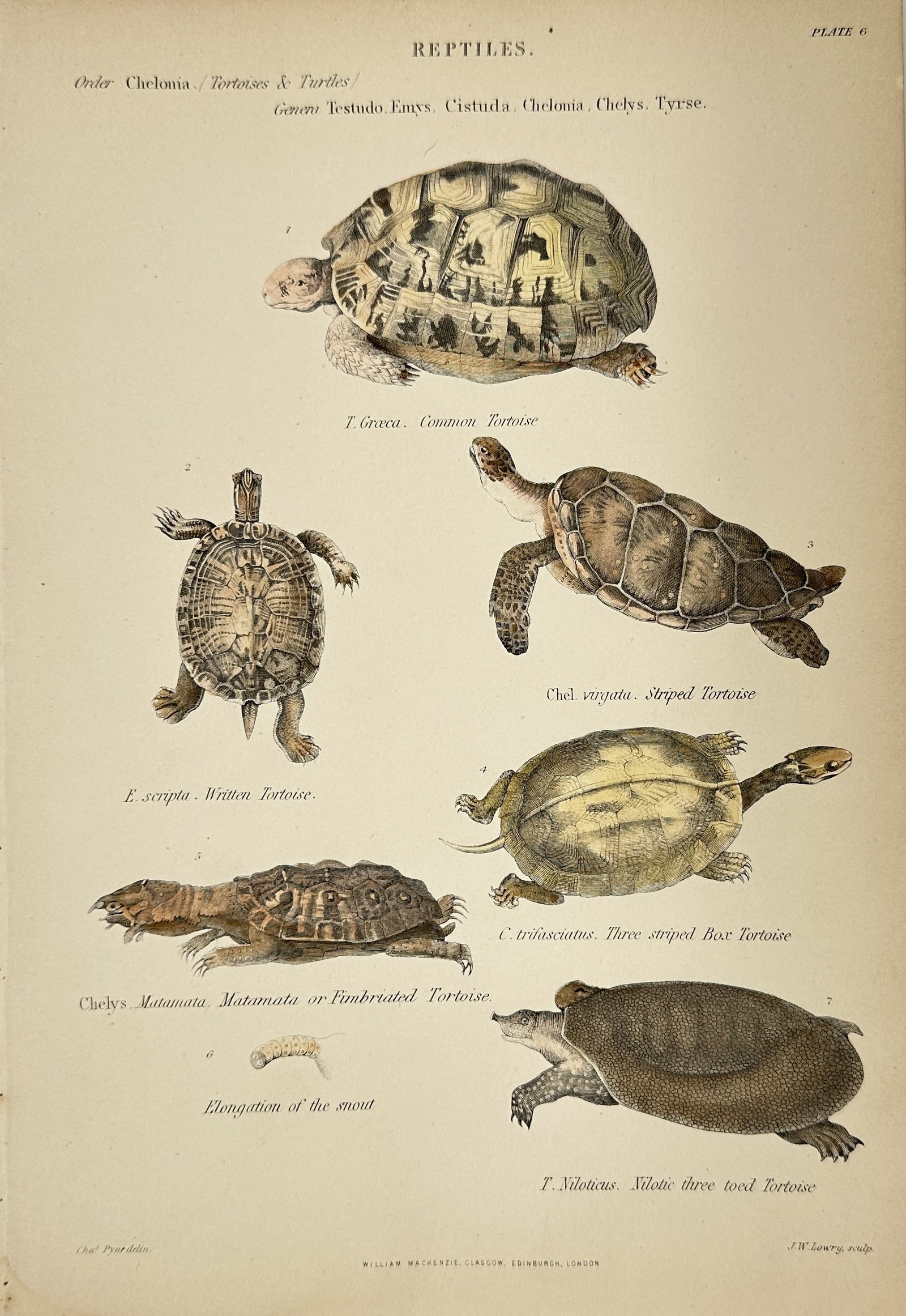 William Mackenzie (1794–1868) - Hand-Coloured Engravings – Reptiles - Testudo graeca – Common (1 of 3)