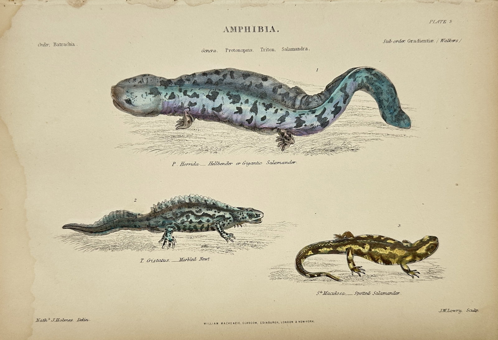 William Mackenzie (1794–1868) - Hand-Coloured Engravings – Amphibia - P. horrida – Hellbender (1 of 3)