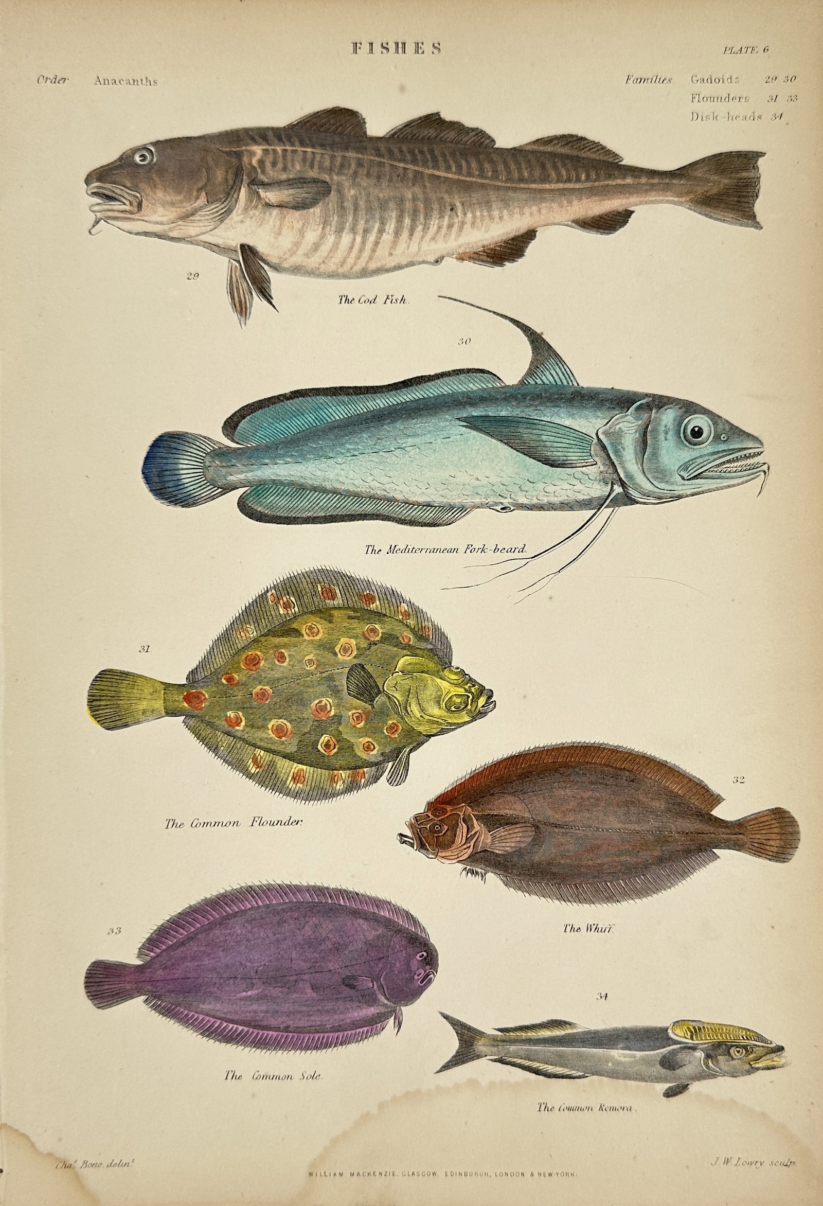 William Mackenzie (1794–1868) - Hand-Coloured Engravings – Fishes - Gadus morhua – The Cod (1 of 3)