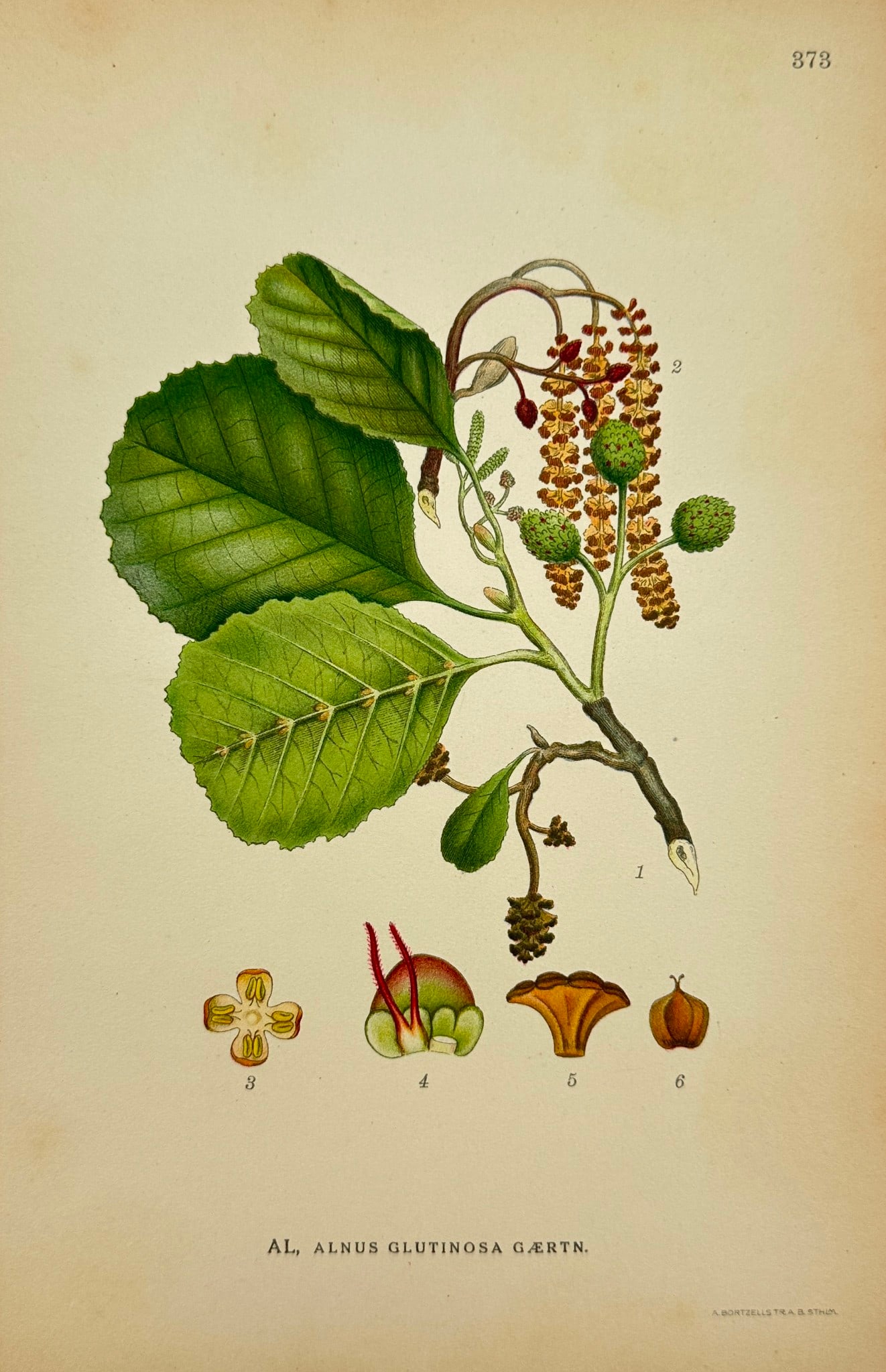 Carl Lindman - Antique Botanical Print - Alnus Glutinosa Gærtner - Black Alder: Alnus Glutinosa Gærtner – Carl Lindman – 1922. This lovely chromolithography is from Carl Lindman’s *Bilder ur Nordens Flora*. The work was published in Stockholm by Algernon Börtzells trycker