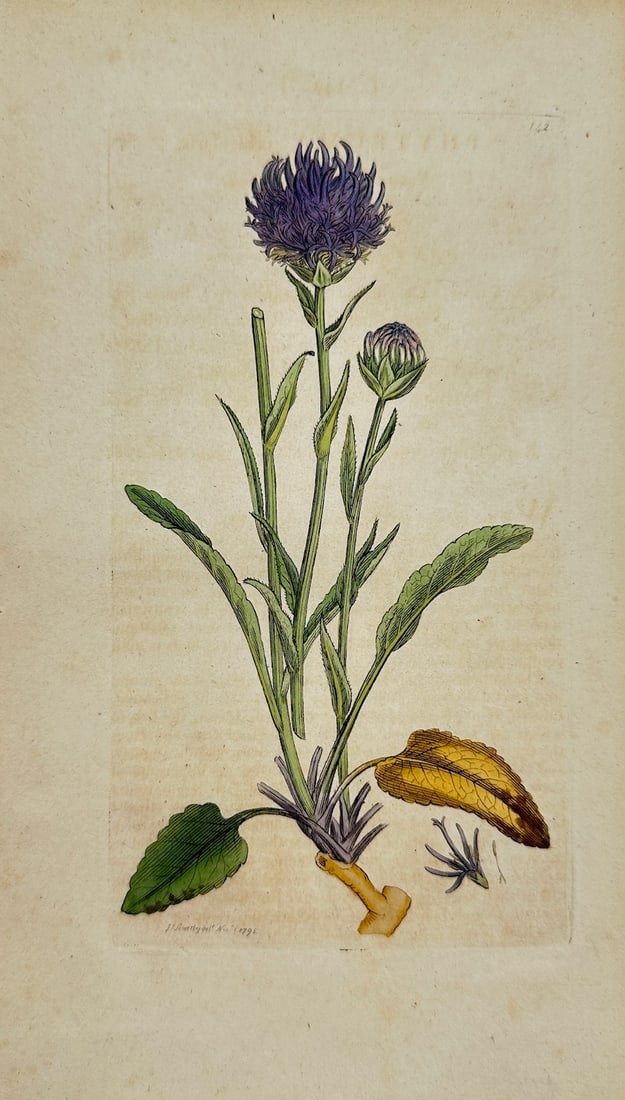 James Sowerby - Antique Botanical Print - Phyteuma Orbicularis - Round-headed Rampion: This original hand-coloured engraving is from James Sowerby's *English Botany or, Coloured Figures of British Plants, with their Essential Characters, Synonyms and Places of Growth*, published by J. D