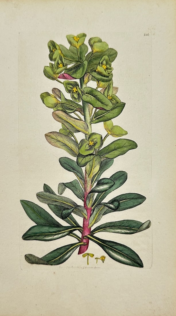 James Sowerby - Antique Botanical Print - Euphorbia Amygdaloides - Sood Spurg: This original hand-coloured engraving is from James Sowerby's *English Botany or, Coloured Figures of British Plants, with their Essential Characters, Synonyms and Places of Growth*, published by J. D