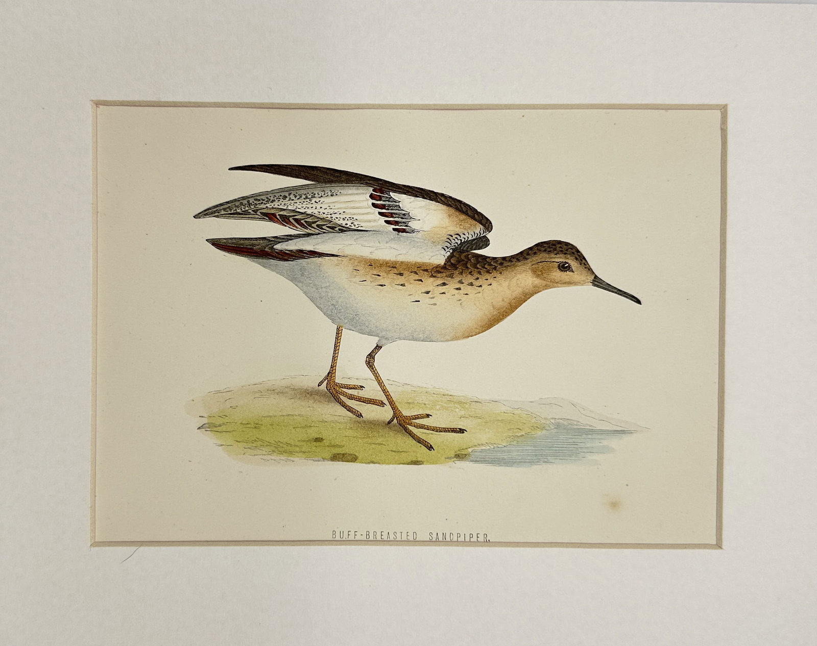 Alexander Francis Lydon – Antique Wood Engraving – Buff-Breasted Sandpiper – 1867 (1 of 3)