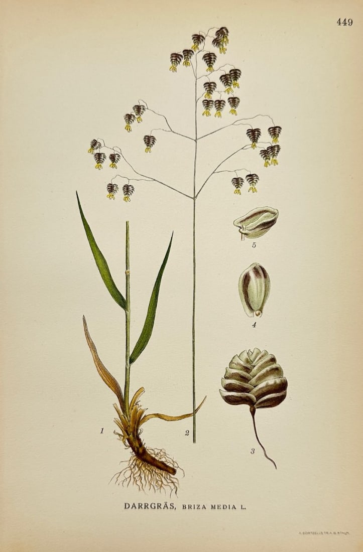 Antique Botanical Print - Carl Lindman - Quaking Grass - Briza Media - F4: This lovely chromolithography is from Carl Lindman’s Bilder ur Nordens Flora. The work was published in Stockholm by Algernon Börtzells tryckeri A.B, 1922. Carl Lindman (1856–1928) was a prominen
