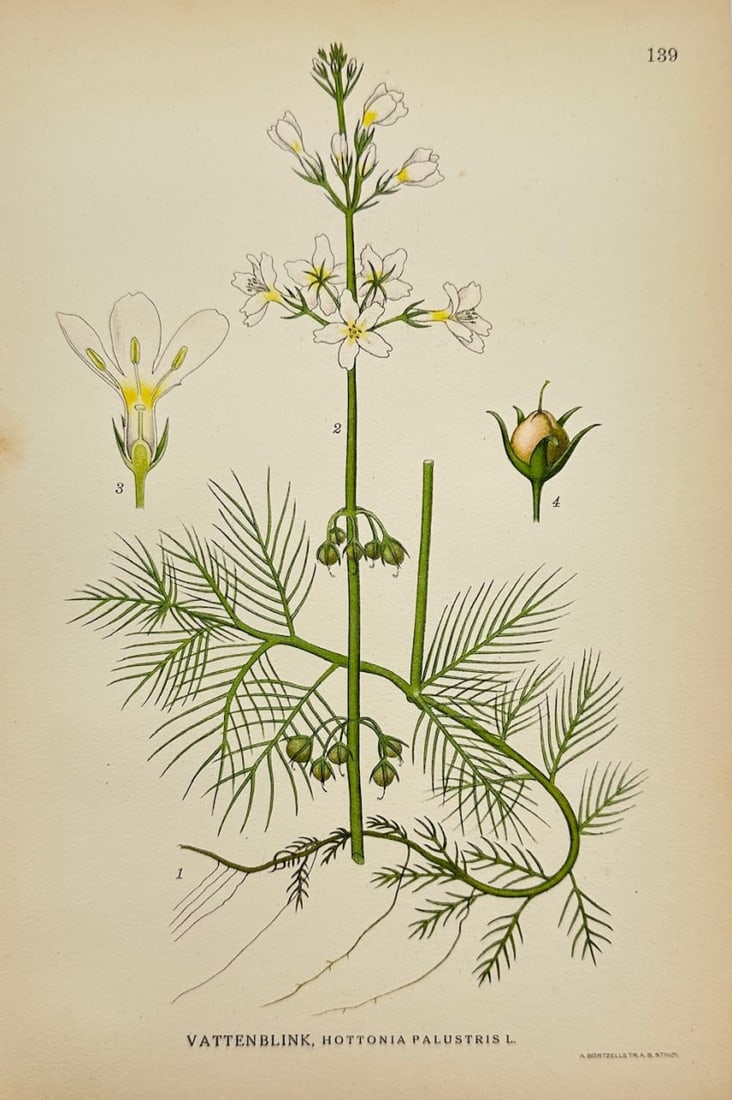 Antique Botanical Print - Carl Lindman - Water Violet - Hottonia Palustris - F4: This lovely chromolithography is from Carl Lindman’s Bilder ur Nordens Flora. The work was published in Stockholm by Algernon Börtzells tryckeri A.B, 1922. Carl Lindman (1856–1928) was a prominen