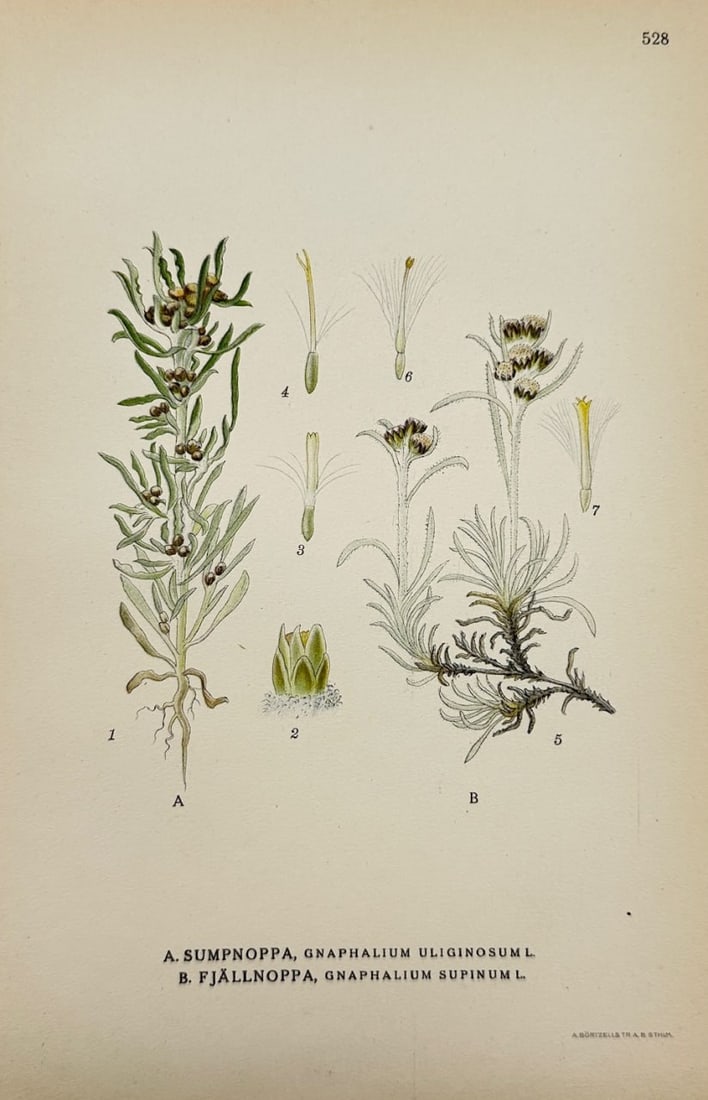 Antique Botanical Print - Carl Lindman - Marsh Cudweed and Dwarf Cudweed - F4: This lovely chromolithography is from Carl Lindman’s Bilder ur Nordens Flora. The work was published in Stockholm by Algernon Börtzells tryckeri A.B, 1922. Carl Lindman (1856–1928) was a prominen