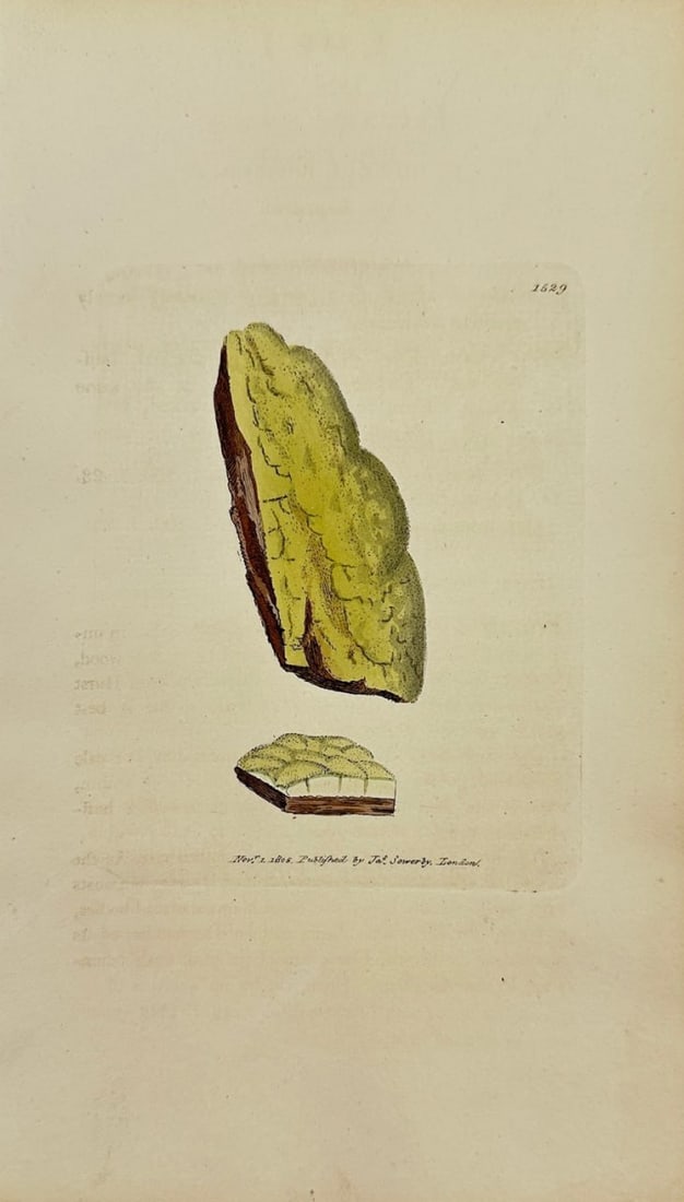 Antique Print - James Sowerby - Lepraria Lutescen - Yellowish Lepraria - F1: "Lepraria Lutescen". This original hand-coloured engraving is from James Sowerby's English Botany or, Coloured Figures of British Plants, with their Essential Characters, Synonyms and Places of Growth