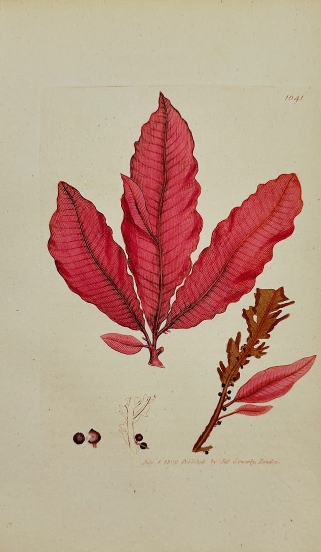 Antique Print - James Sowerby - Fucus Fanguineus - Red Dock-leaved Fucus - F1: This original hand-coloured engraving is from James Sowerby's English Botany or, Coloured Figures of British Plants, with their Essential Characters, Synonyms and Places of Growth, published by J. Dav