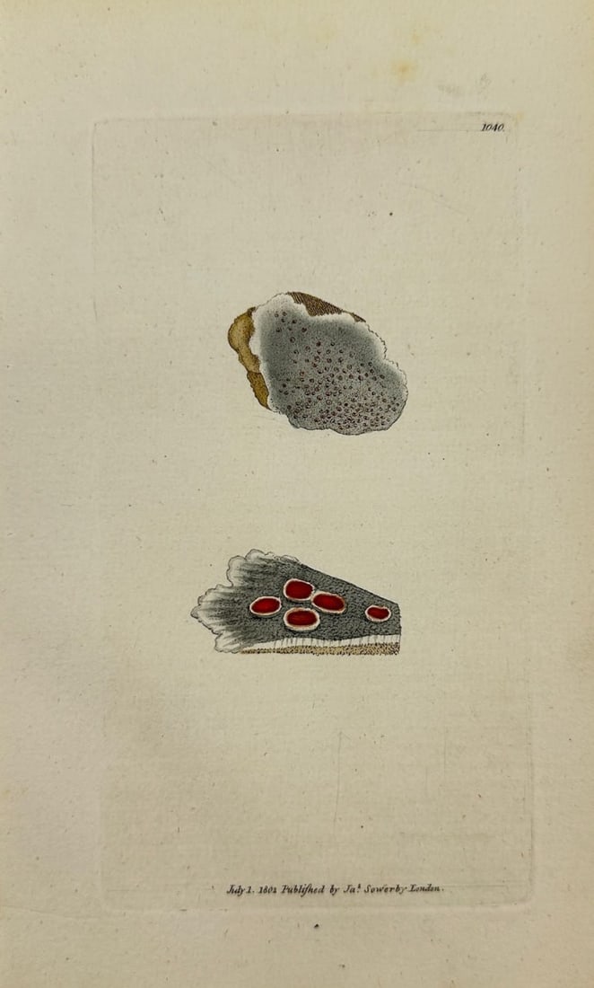 Antique Print - James Sowerby - Lichen Cæfio-rufus - Grey and Red Lichen - F1: This original hand-coloured engraving is from James Sowerby's English Botany or, Coloured Figures of British Plants, with their Essential Characters, Synonyms and Places of Growth, published by J. Dav