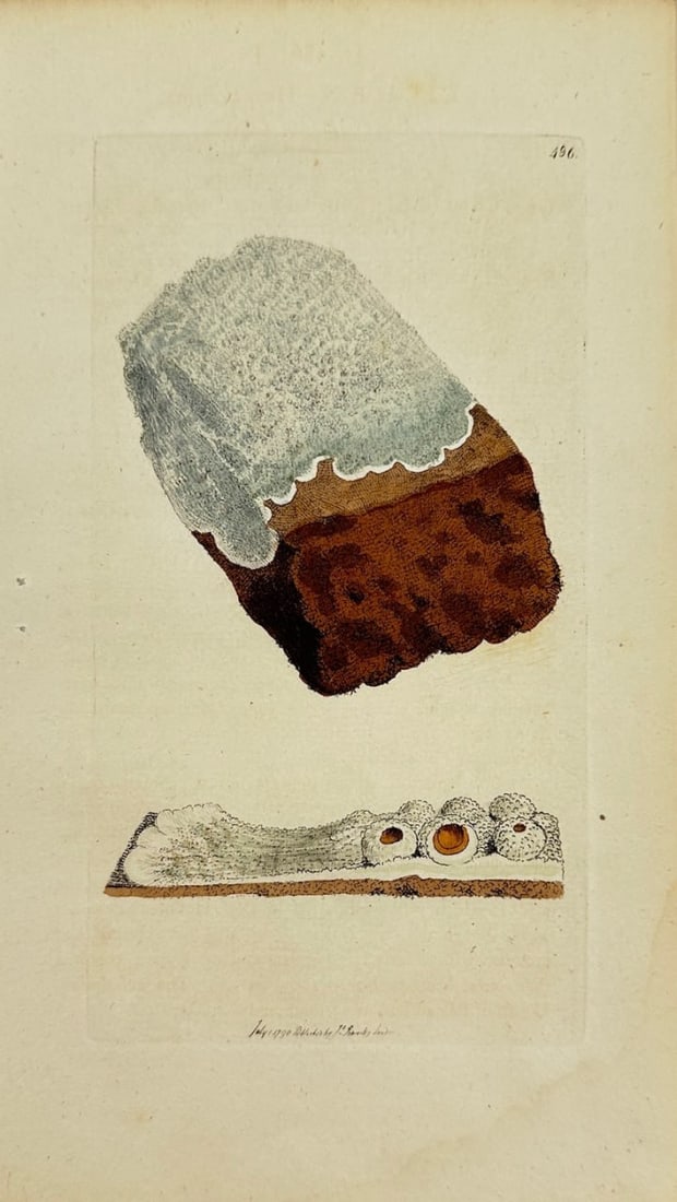 Antique Botanical Print - James Sowerby - Lichen Haematommus - Blood Lichen - F1: This original hand-coloured engraving is from James Sowerby's English Botany or, Coloured Figures of British Plants, with their Essential Characters, Synonyms and Places of Growth, published by J. Dav