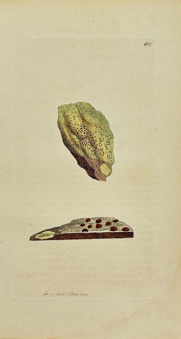 Antique Botanical Print - James Sowerby - Lichen Duercinus - Oak Lichen - F1: This original hand-coloured engraving is from James Sowerby's English Botany or, Coloured Figures of British Plants, with their Essential Characters, Synonyms and Places of Growth, published by J. Dav