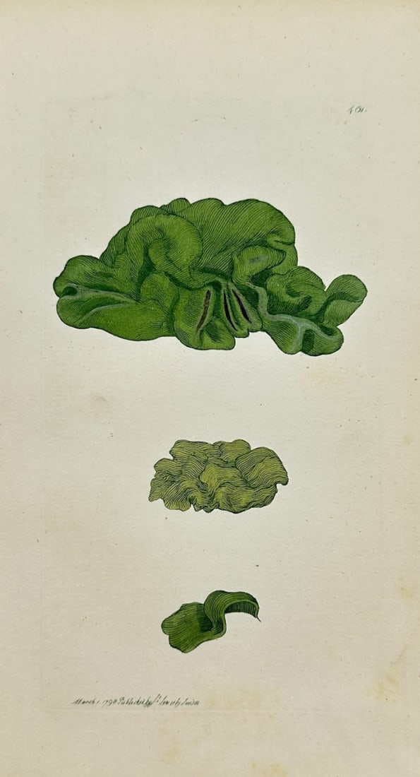 Antique Botanical Print - James Sowerby - Tremella Nostoc - Jelly Lichen - F1: This original hand-coloured engraving is from James Sowerby's English Botany or, Coloured Figures of British Plants, with their Essential Characters, Synonyms and Places of Growth, published by J. Dav
