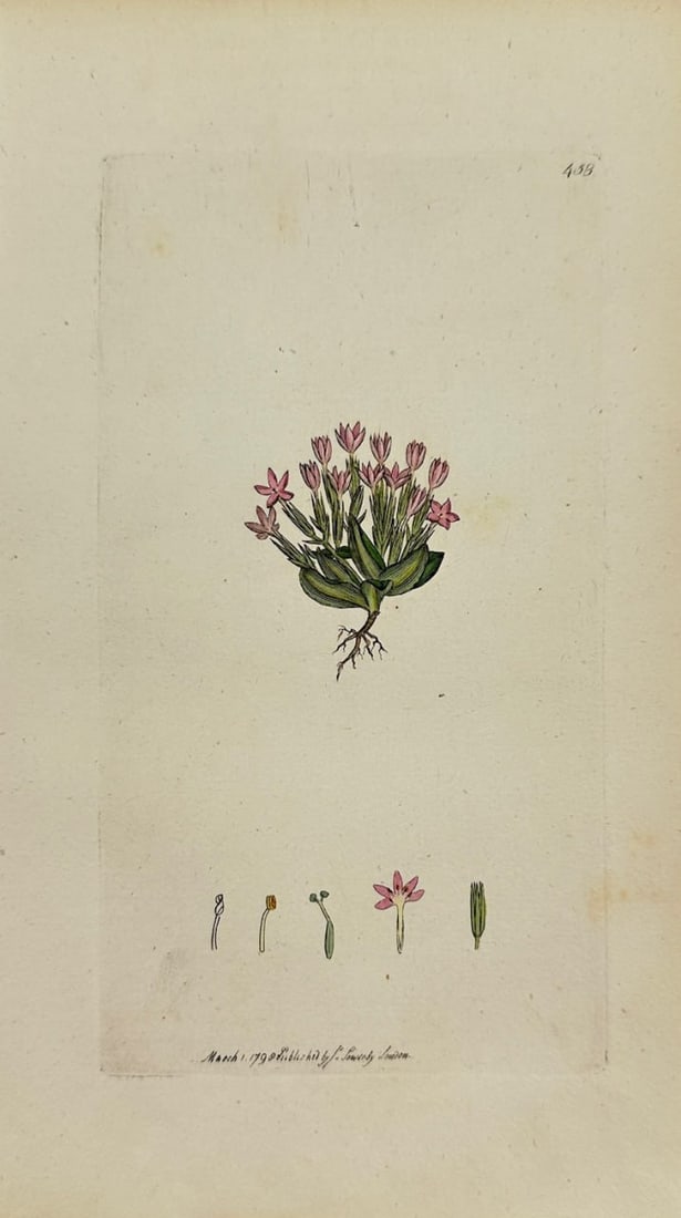 Antique Print - James Sowerby - Chironia Pulchella - Pretty Chironia - F1: This original hand-coloured engraving is from James Sowerby's English Botany or, Coloured Figures of British Plants, with their Essential Characters, Synonyms and Places of Growth, published by J. Dav