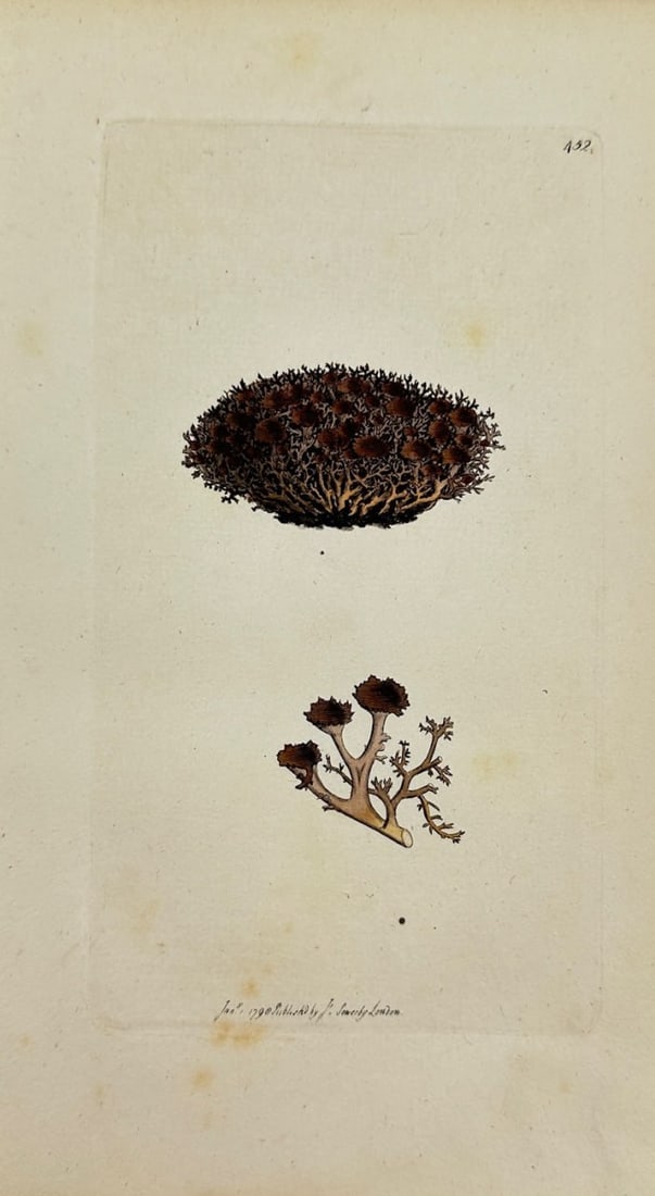 Antique Botanical Print - James Sowerby - Lichen Hispidus - Bristly Lichen - F1: This original hand-coloured engraving is from James Sowerby's English Botany or, Coloured Figures of British Plants, with their Essential Characters, Synonyms and Places of Growth, published by J. Dav