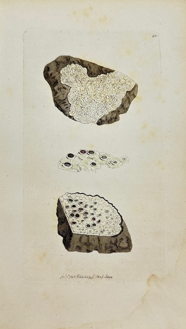 Antique Botanical Print - James Sowerby - Lichen Punctatus - Dotted Lichen - F1: This original hand-coloured engraving is from James Sowerby's English Botany or, Coloured Figures of British Plants, with their Essential Characters, Synonyms and Places of Growth, published by J. Dav