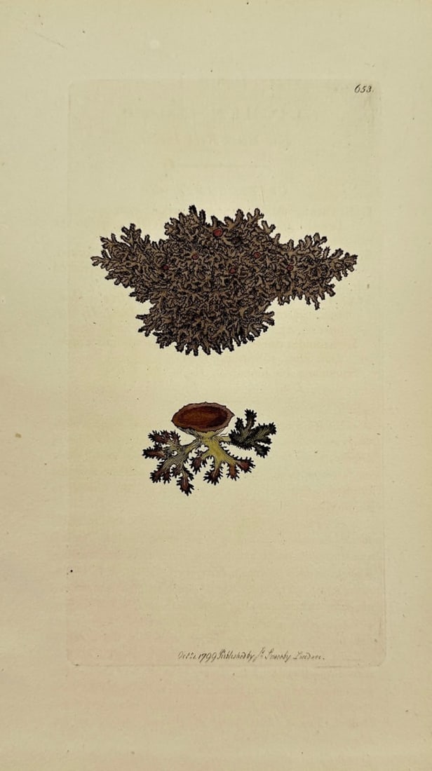 Antique Print - Sowerby - Lichen Fahlunenfis - Flat Black Rock Lichen - F1: This original hand-coloured engraving is from James Sowerby's English Botany or, Coloured Figures of British Plants, with their Essential Characters, Synonyms and Places of Growth, published by J. Dav
