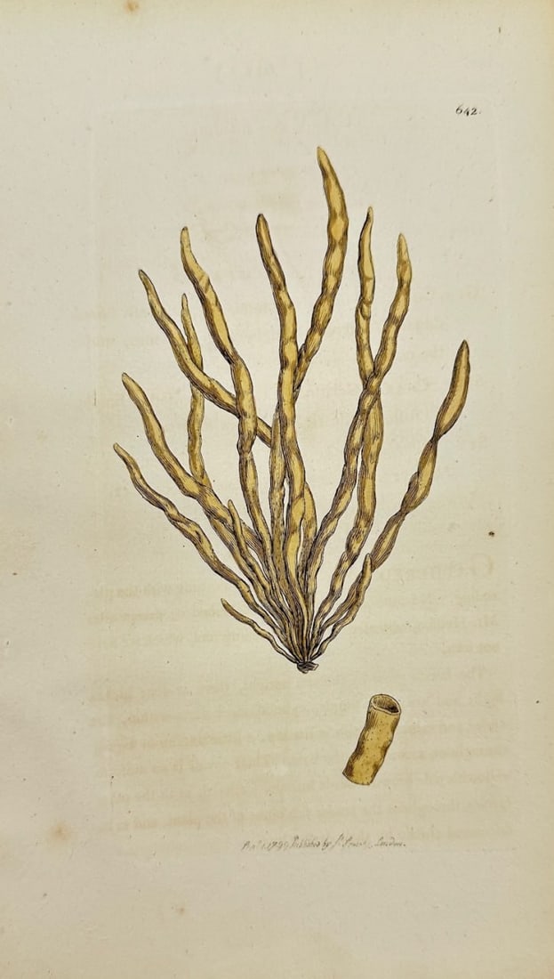 Antique Print - James Sowerby - Ulva Fistulosa - Hollow Green Seaweed - F1: This original hand-coloured engraving is from James Sowerby's English Botany or, Coloured Figures of British Plants, with their Essential Characters, Synonyms and Places of Growth, published by J. Dav