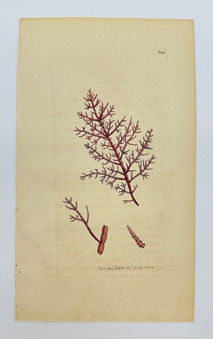 Antique Print - James Sowerby - Fucus Kaliformis - California Fucus - F1: This original hand-coloured engraving is from James Sowerby's English Botany or, Coloured Figures of British Plants, with their Essential Characters, Synonyms and Places of Growth, published by J. Dav