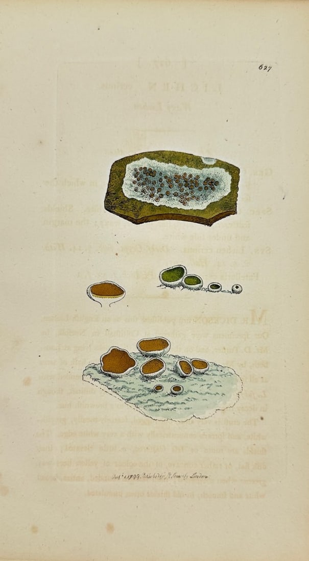 Antique Botanical Print - James Sowerby - Lichen Cerinus - Wax Lichen - F1: This original hand-coloured engraving is from James Sowerby's English Botany or, Coloured Figures of British Plants, with their Essential Characters, Synonyms and Places of Growth, published by J. Dav