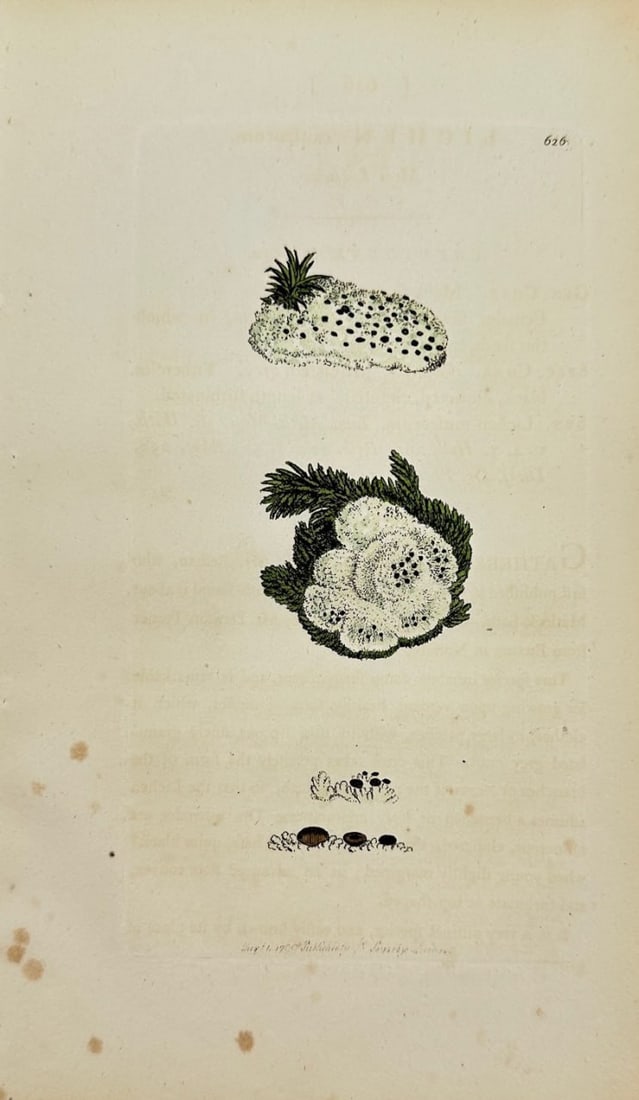 Antique Botanical Print - James Sowerby - Lichen Muscorum - Moss Lichen - F1: This original hand-coloured engraving is from James Sowerby's English Botany or, Coloured Figures of British Plants, with their Essential Characters, Synonyms and Places of Growth, published by J. Dav