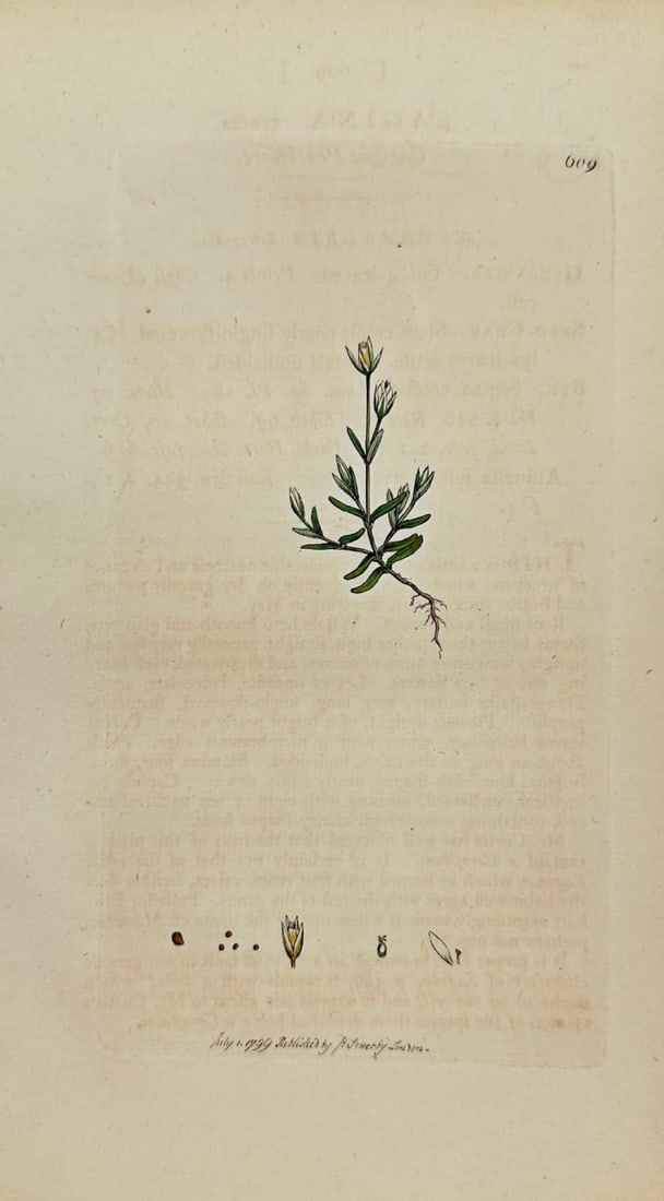 Antique Botanical Print - James Sowerby - Sagina Erecta - Upright Pearlwort - F1: This original hand-coloured engraving is from James Sowerby's English Botany or, Coloured Figures of British Plants, with their Essential Characters, Synonyms and Places of Growth, published by J. Dav