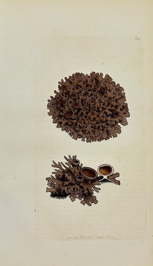 Antique Botanical Print - James Sowerby - Lichen Omphalodes - Navel Lichen - F1: This original hand-coloured engraving is from James Sowerby's English Botany or, Coloured Figures of British Plants, with their Essential Characters, Synonyms and Places of Growth, published by J. Dav