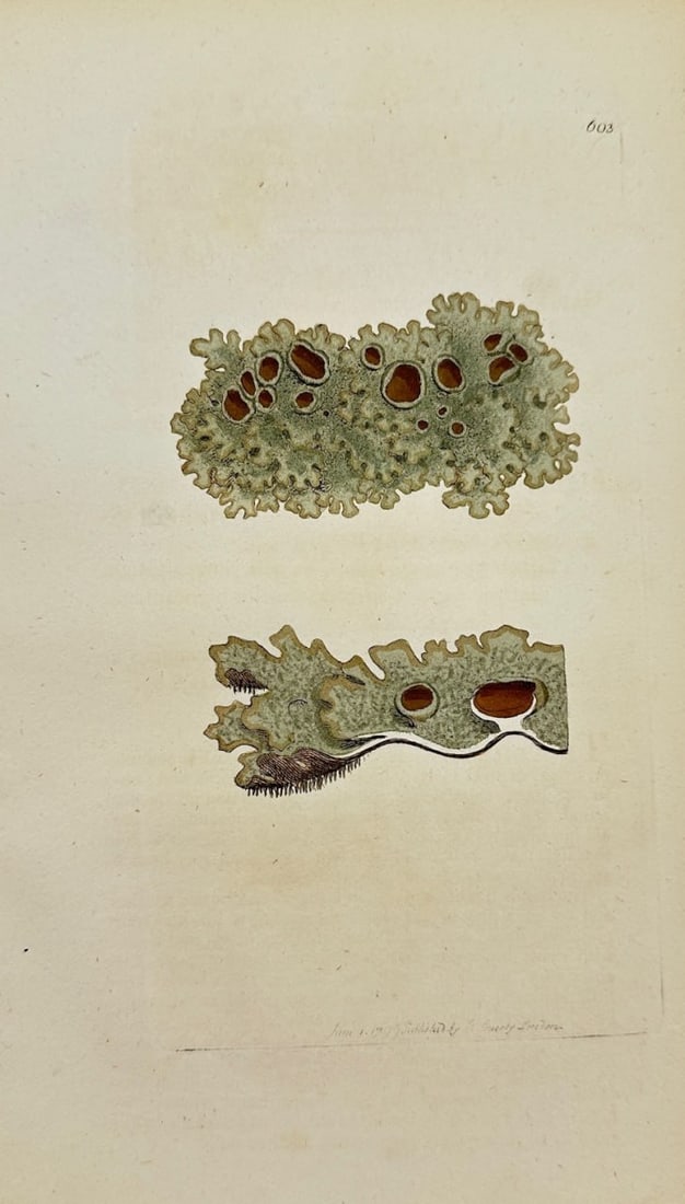 Antique Print - James Sowerby - Lichen Fastigiatus - Fastigiate Lichen - F1: This original hand-coloured engraving is from James Sowerby's English Botany or, Coloured Figures of British Plants, with their Essential Characters, Synonyms and Places of Growth, published by J. Dav