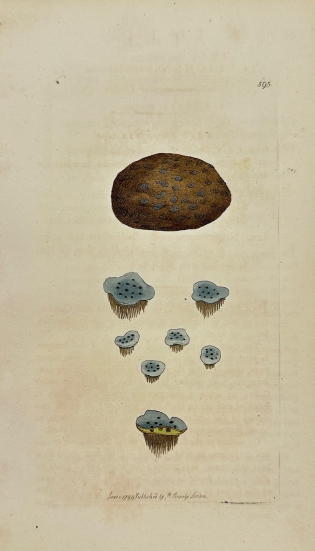 Antique Print - Sowerby - Lichen Trapeziformis - Trapezoidal Lichen - F1: This original hand-coloured engraving is from James Sowerby's English Botany or, Coloured Figures of British Plants, with their Essential Characters, Synonyms and Places of Growth, published by J. Dav