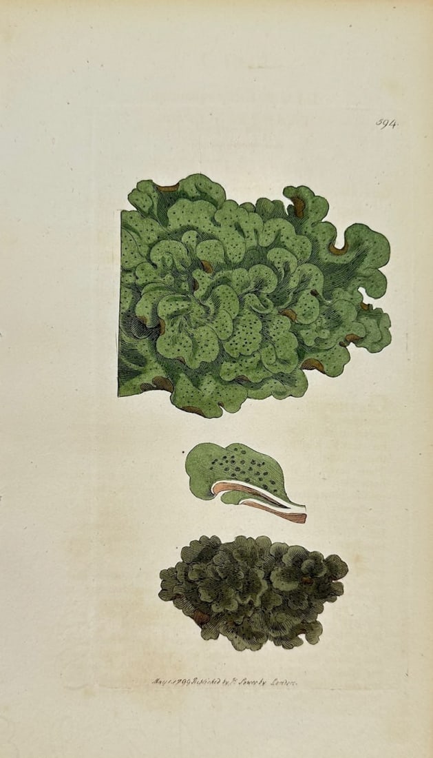 Antique Botanical Print - James Sowerby - Lichen Aquaticus - Aquatic Lichen - F1: This original hand-coloured engraving is from James Sowerby's English Botany or, Coloured Figures of British Plants, with their Essential Characters, Synonyms and Places of Growth, published by J. Dav