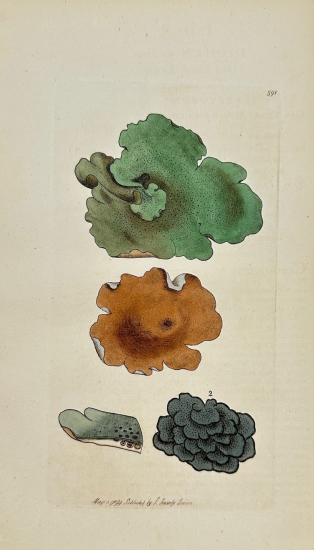 Antique Botanical Print - James Sowerby - Lichen Miniatus - Red Lichen - F1: This original hand-coloured engraving is from James Sowerby's English Botany or, Coloured Figures of British Plants, with their Essential Characters, Synonyms and Places of Growth, published by J. Dav