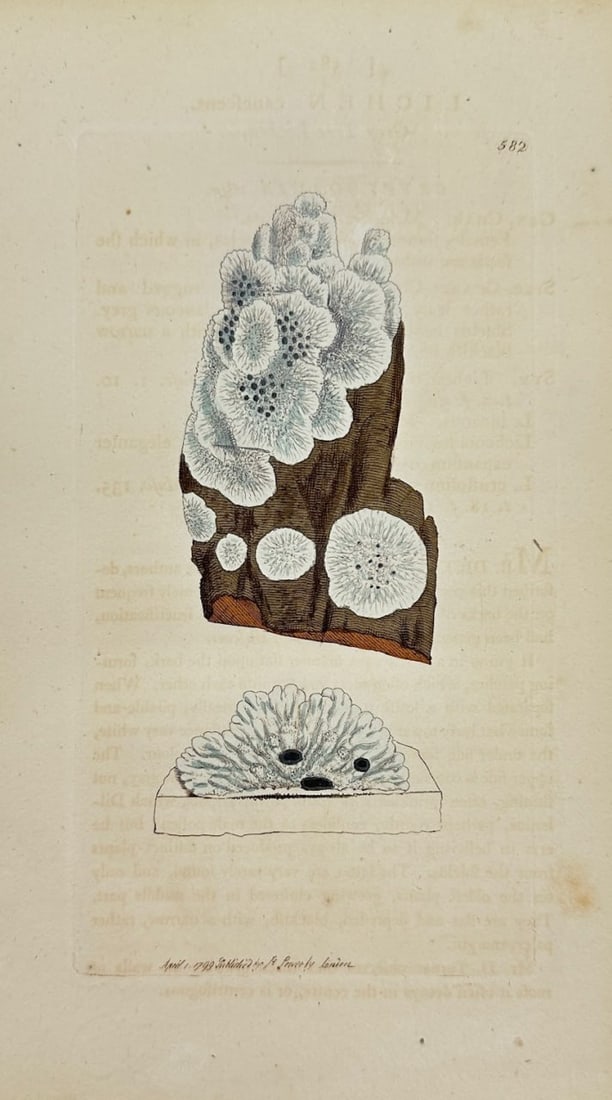 Antique Botanical Print - James Sowerby - Lichen Canescens - Gray Lichen - F1: This original hand-coloured engraving is from James Sowerby's English Botany or, Coloured Figures of British Plants, with their Essential Characters, Synonyms and Places of Growth, published by J. Dav
