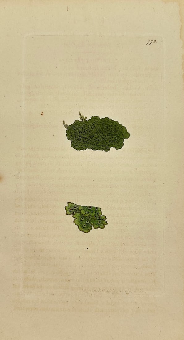 Antique Botanical Print - James Sowerby - Lichen Finitimus - Finite Lichen - F1: This original hand-coloured engraving is from James Sowerby's English Botany or, Coloured Figures of British Plants, with their Essential Characters, Synonyms and Places of Growth, published by J. Dav