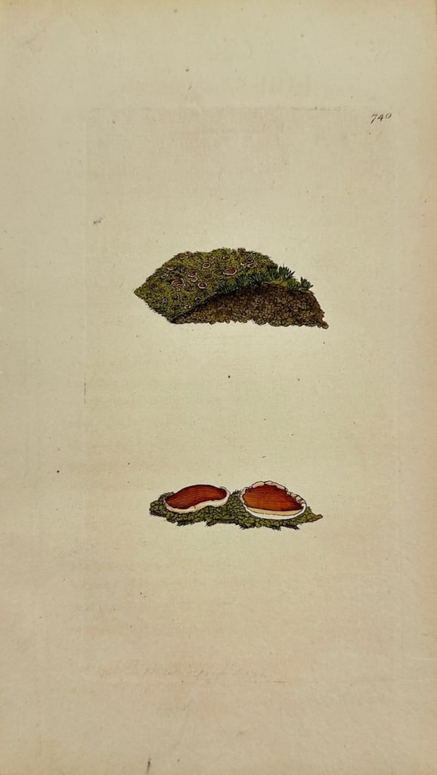 Antique Botanical Print - James Sowerby - Lichen Hypnorum - Moss Lichen - F1: This original hand-coloured engraving is from James Sowerby's English Botany or, Coloured Figures of British Plants, with their Essential Characters, Synonyms and Places of Growth, published by J. Dav