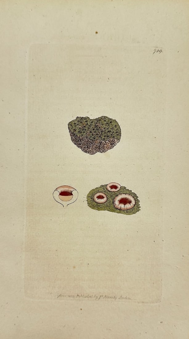 Antique Botanical Print - James Sowerby - Lichen Marmoreus - Marble Lichen - F1: This original hand-coloured engraving is from James Sowerby's English Botany or, Coloured Figures of British Plants, with their Essential Characters, Synonyms and Places of Growth, published by J. Dav