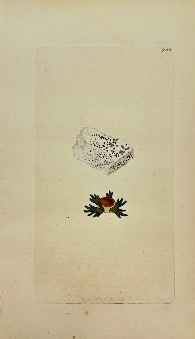 Antique Print - James Sowerby - Lichen Cretaceus - Cretaceous Lichen - F1: This original hand-coloured engraving is from James Sowerby's English Botany or, Coloured Figures of British Plants, with their Essential Characters, Synonyms and Places of Growth, published by J. Dav